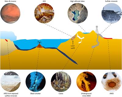 Eurypsychrophilic acidophiles: From (meta)genomes to low-temperature biotechnologies